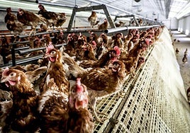 La medida acordada por las instituciones vascas aliviará a las explotaciones ecológicas y camperas.