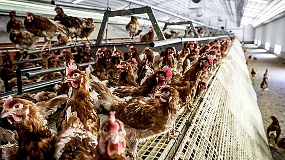 Euskadi permitirá unas horas la salida de las aves confinadas por la gripe aviar