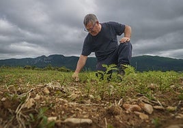 Producción ecológica de legumbre en Orbiso.