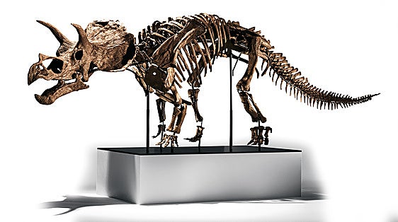 Un Triceratops conquista Nueva York