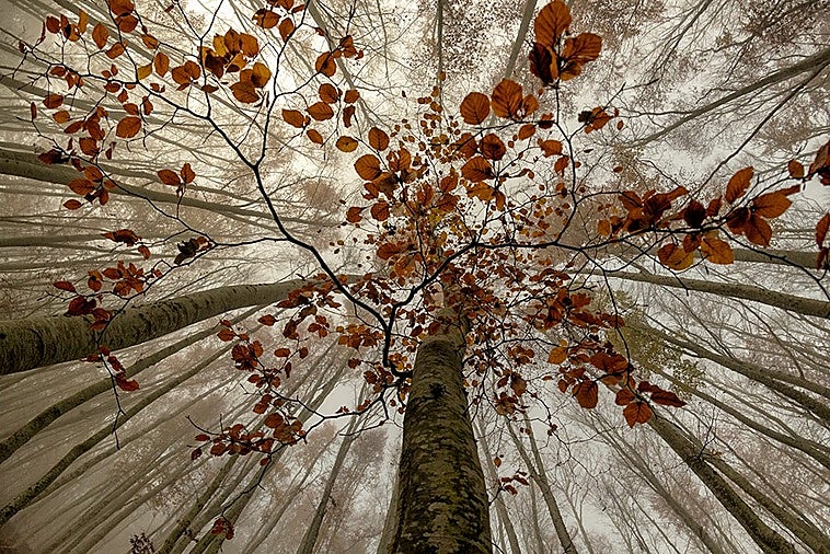 'Contrapicado' es la instantánea seleccionada para el reconocido certamen 'Argizaiola'.