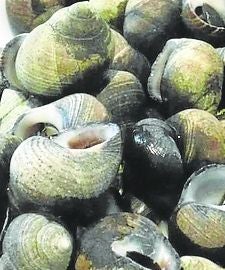 Caracolillos grandes