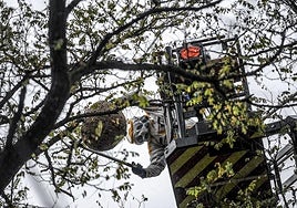 Los Bomberos retiran un avispero.
