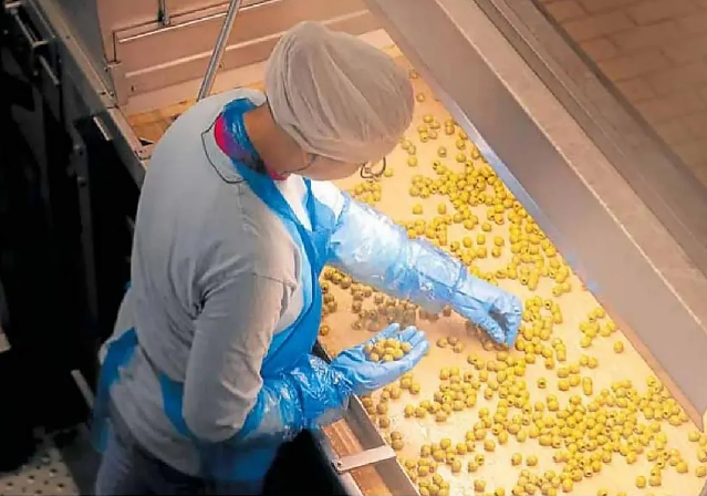 Doce millones de aceitunas pasan cada año por la cadena de producción de la empresa.
