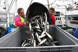 Dos marineros descargan verdel en el puerto de Ondarroa.