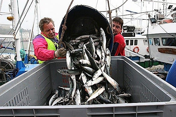 Dos marineros descargan verdel en el puerto de Ondarroa.