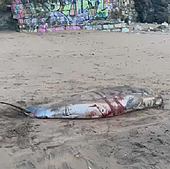 El animal llegó vivo a la playa con heridas graves.