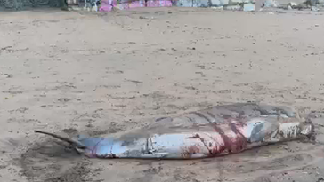 El animal llegó vivo a la playa con heridas graves.