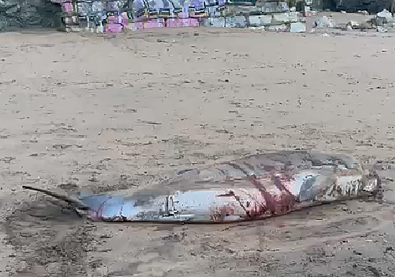 El animal llegó vivo a la playa con heridas graves.
