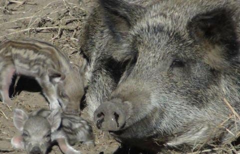 ¡Salvar a los jabalíes!