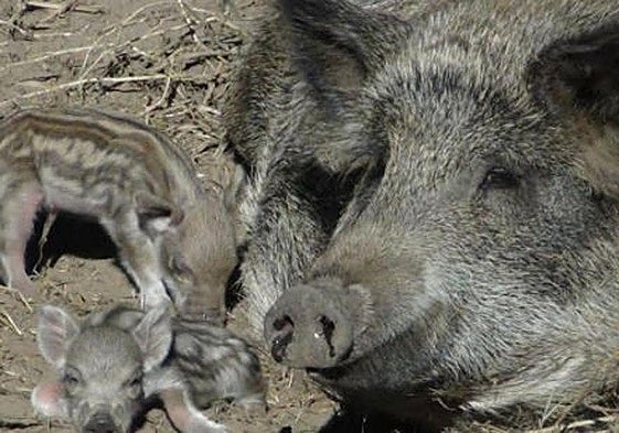 ¡Salvar a los jabalíes!