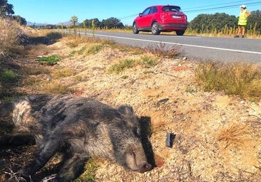 Los cazadores de Álava capturan cerca de 3.000 jabalíes al año.