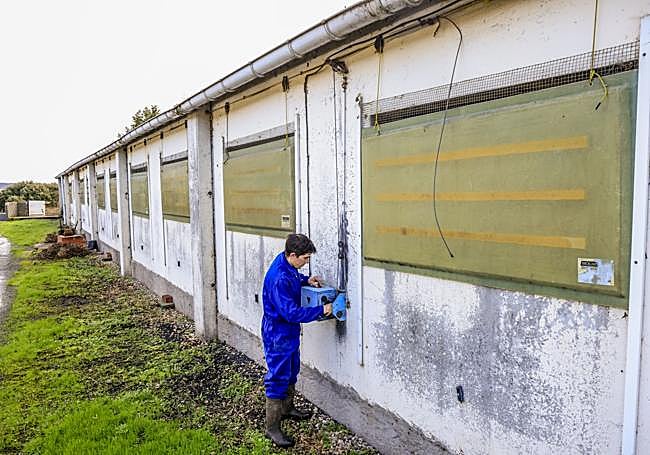 Las ventanas están protegidas con mallas de la entrada de pájaros.