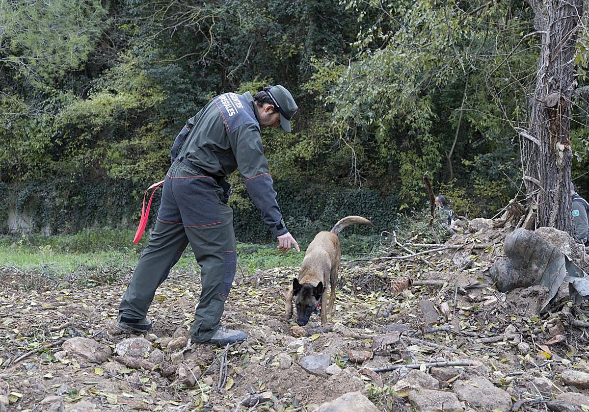 La Generalitat y Gobierno central han movilizado un amplio dispositivo para contener el brote de peste porcina.