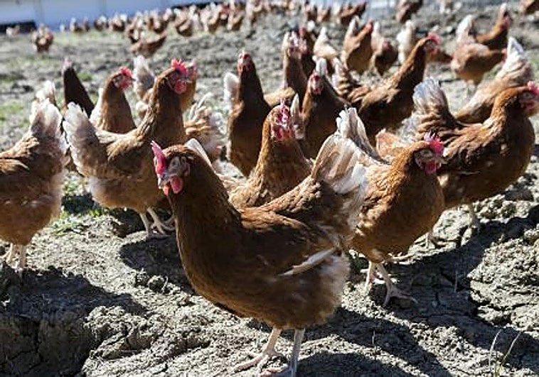 Detectan un brote de gripe aviar en una granja de Lleida
