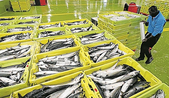 El Gobierno vasco proyecta parar la pesca del verdel por la flota artesanal