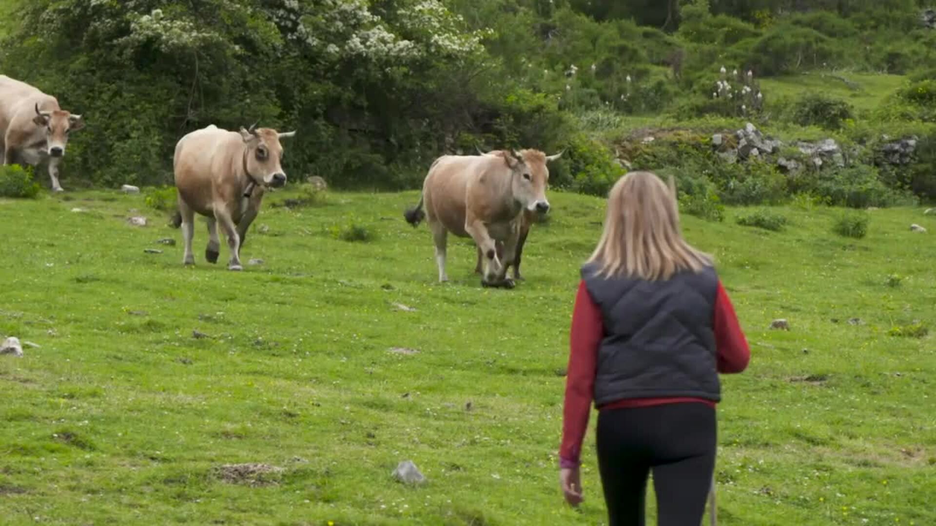 Comienza la campaña Sustainable European Beef que impulsa la sostenibilidad del vacuno de carne