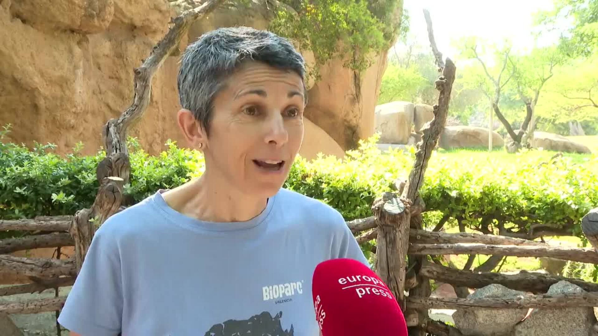 El Bioparc de València reparte helados gigantes de carne, frutas y verduras a sus animales
