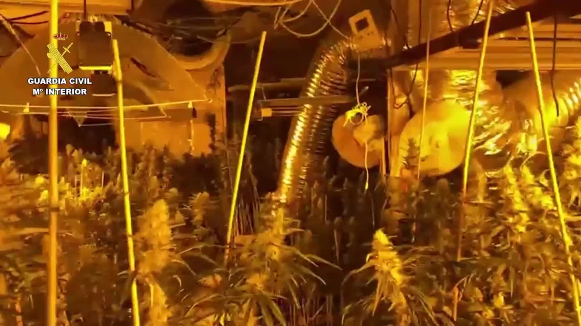 Detenido responsable de una plantación de marihuana en Ames y casi 3.000 plantas intervenidas