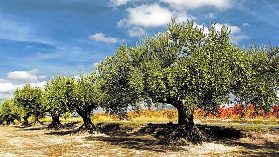 Paisajes de aceite en Rioja Alavesa