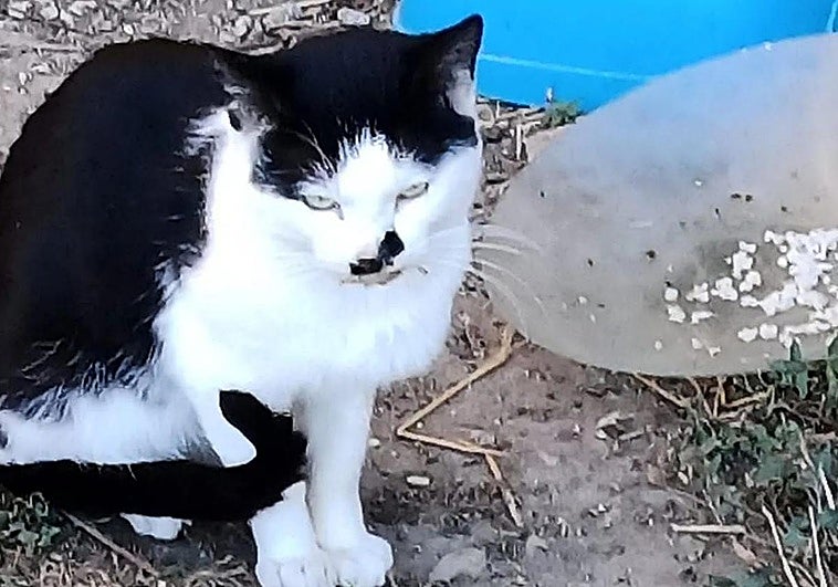 La respuesta de un Ayuntamiento de La Rioja a una consulta de una ciudadana: «Los cojones de la gata»