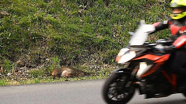 «El jabalí salió a la carretera y se metió debajo de la moto, ha sido un gran susto»