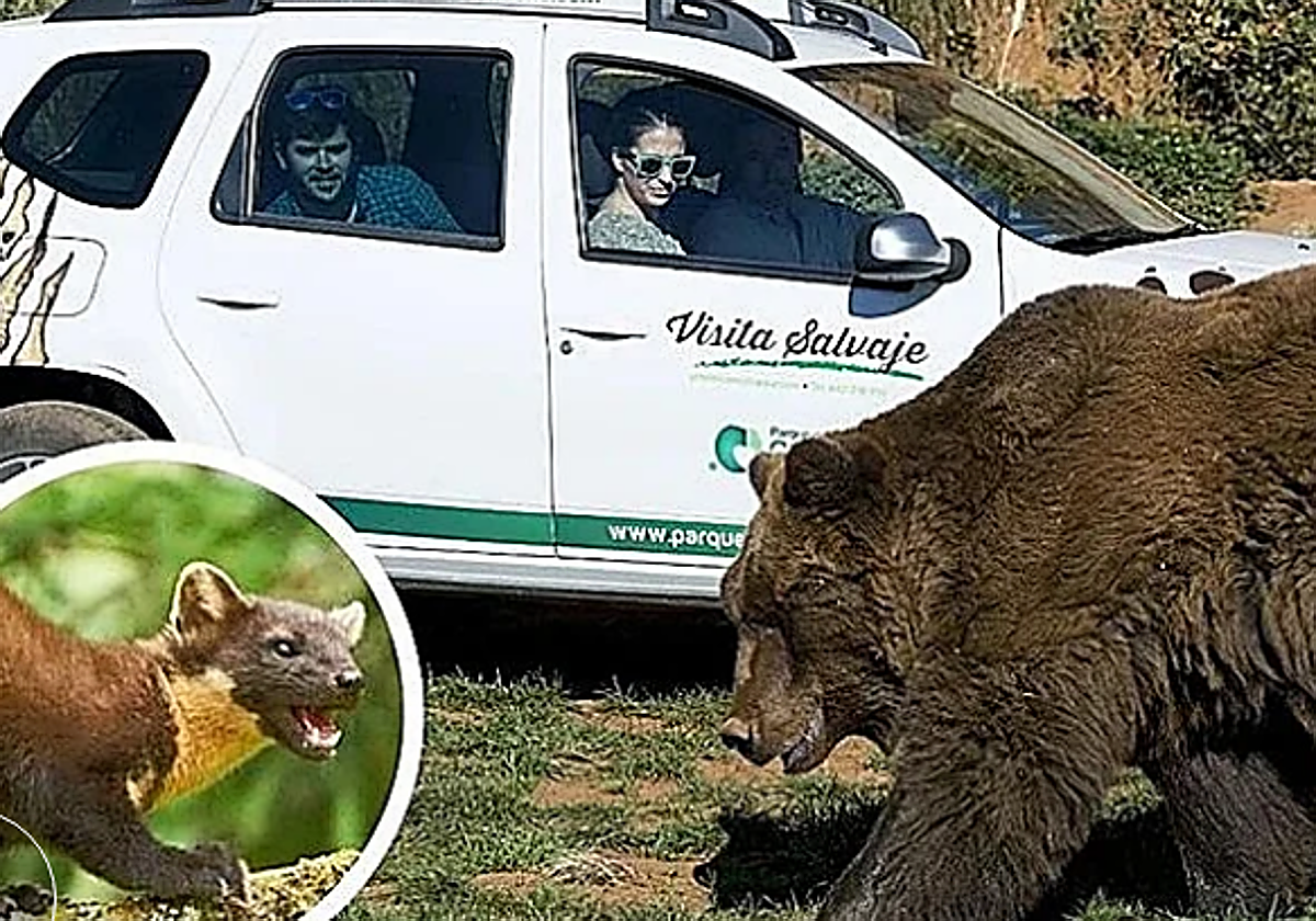 Uno de los vehículos de Cabárceno y, en detalle, un ejemplar de marta, el animal que 'saboteó' los coches.