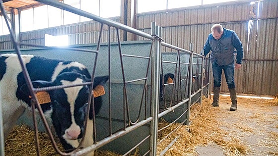 Álava vacunará a sus vacas contra la dermatosis nodular