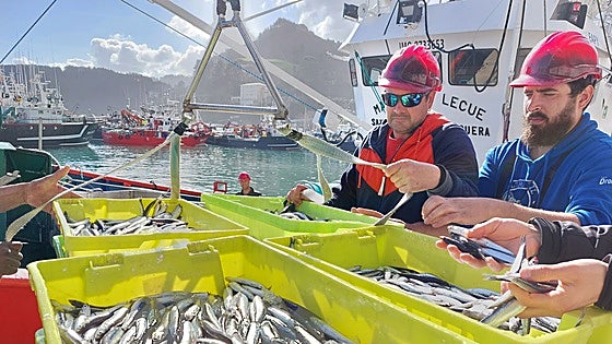 La flota del Cantábrico protagoniza la primera gran descarga de anchoa en Ondarroa