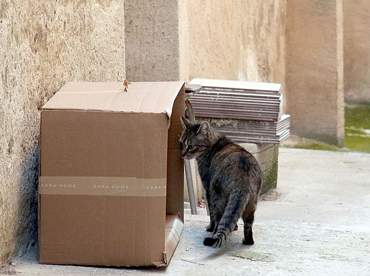 Bilbao y Barakaldo esterilizan más de 3.800 gatos callejeros en nueve años