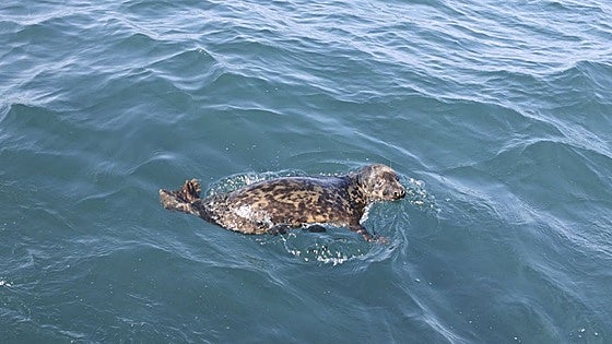 Vuelve al mar la foca rescatada en la costa vasca tras recuperarse en Gorliz