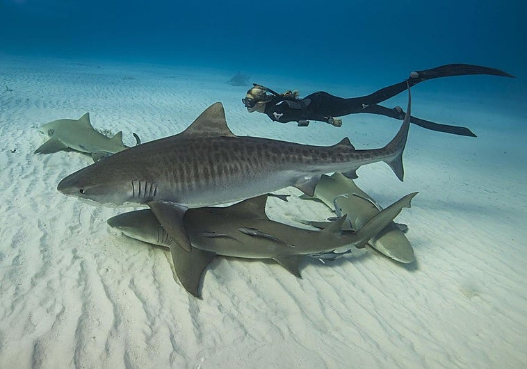 ¿Cómo han llegado a dar los tiburones positivo en cocaína, cafeína e ibuprofeno?
