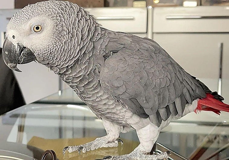 Final feliz para 'Gorri', el loro perdido: reaparece una semana después en un pueblo de La Rioja