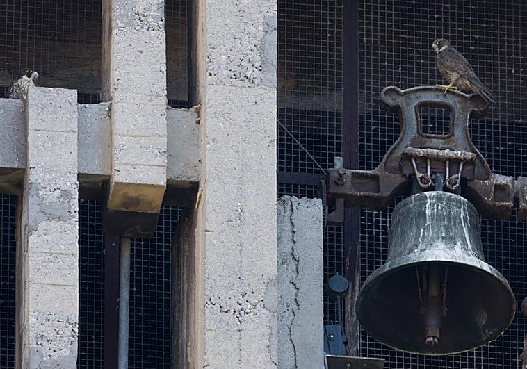Nacimiento histórico de un halcón peregrino en Getxo