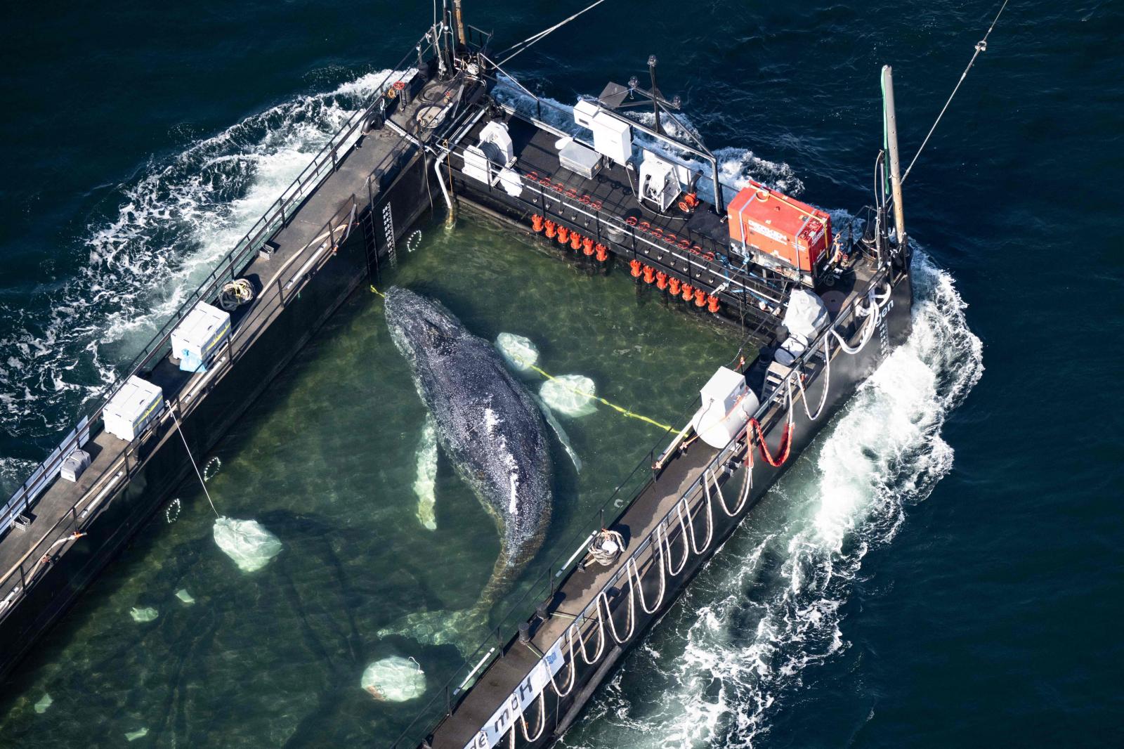 Liberan por fin a Timmy, la ballena varada en marzo en Alemania