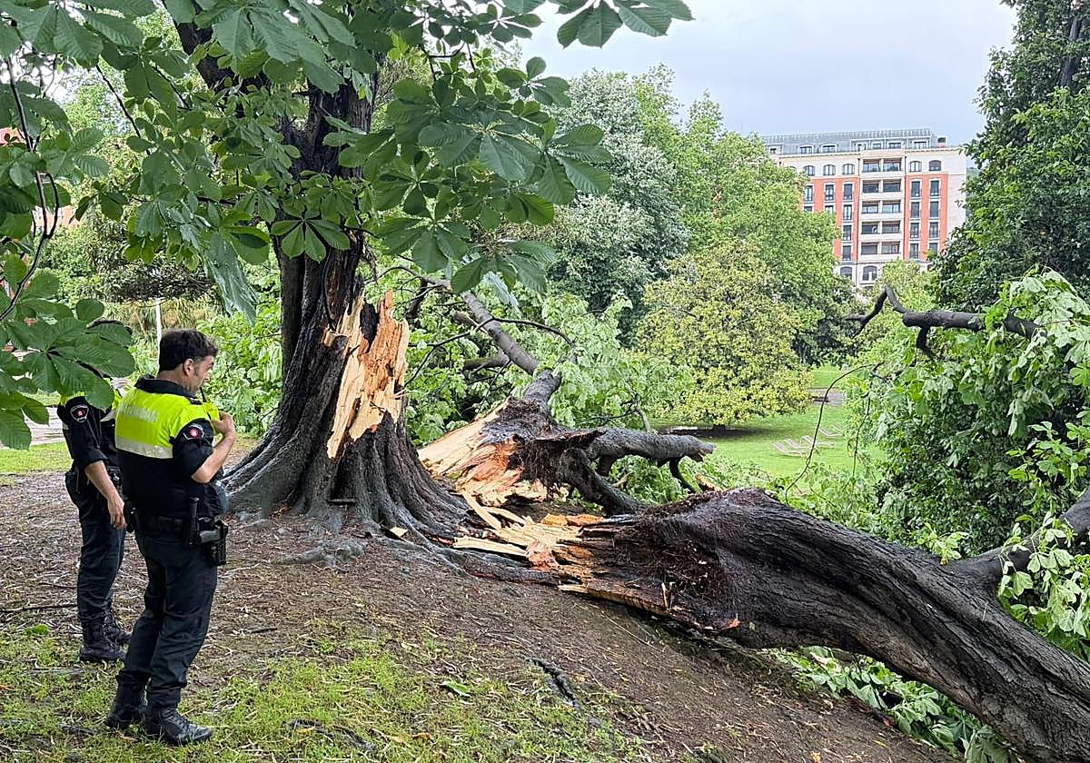Investigan las causas de la caída de un árbol centenario en el parque de Doña Casilda