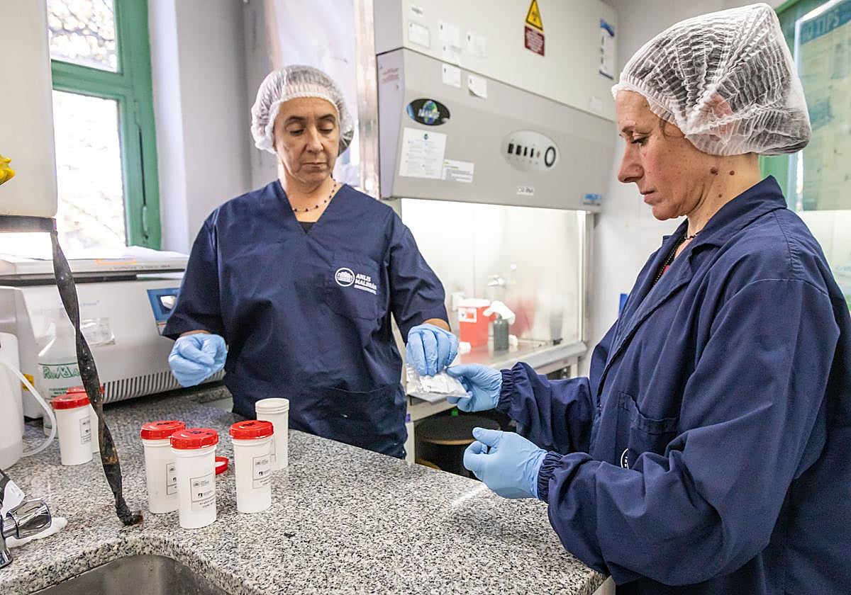 El hantavirus persiste en el semen hasta seis años después de la infección