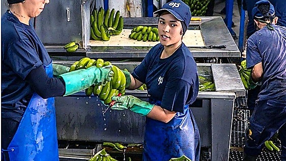 El plátano de Canarias se madura en Bizkaia