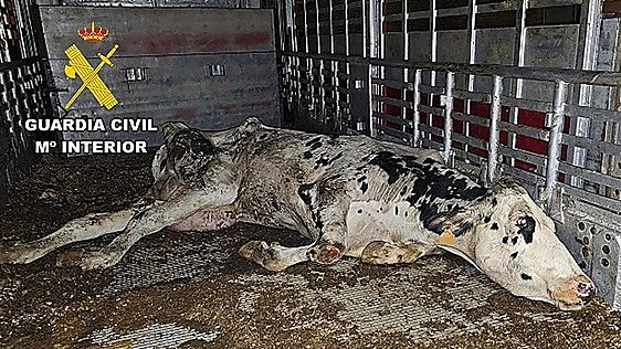 Investigan a un ganadero de Carranza por graves deficiencias en el transporte de vacas