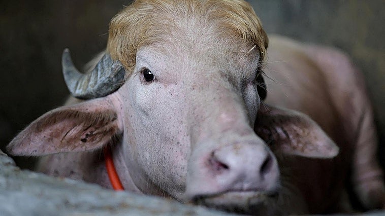 'Donald Trump', el búfalo albino que se salvó del sacrificio por su parecido con el presidente