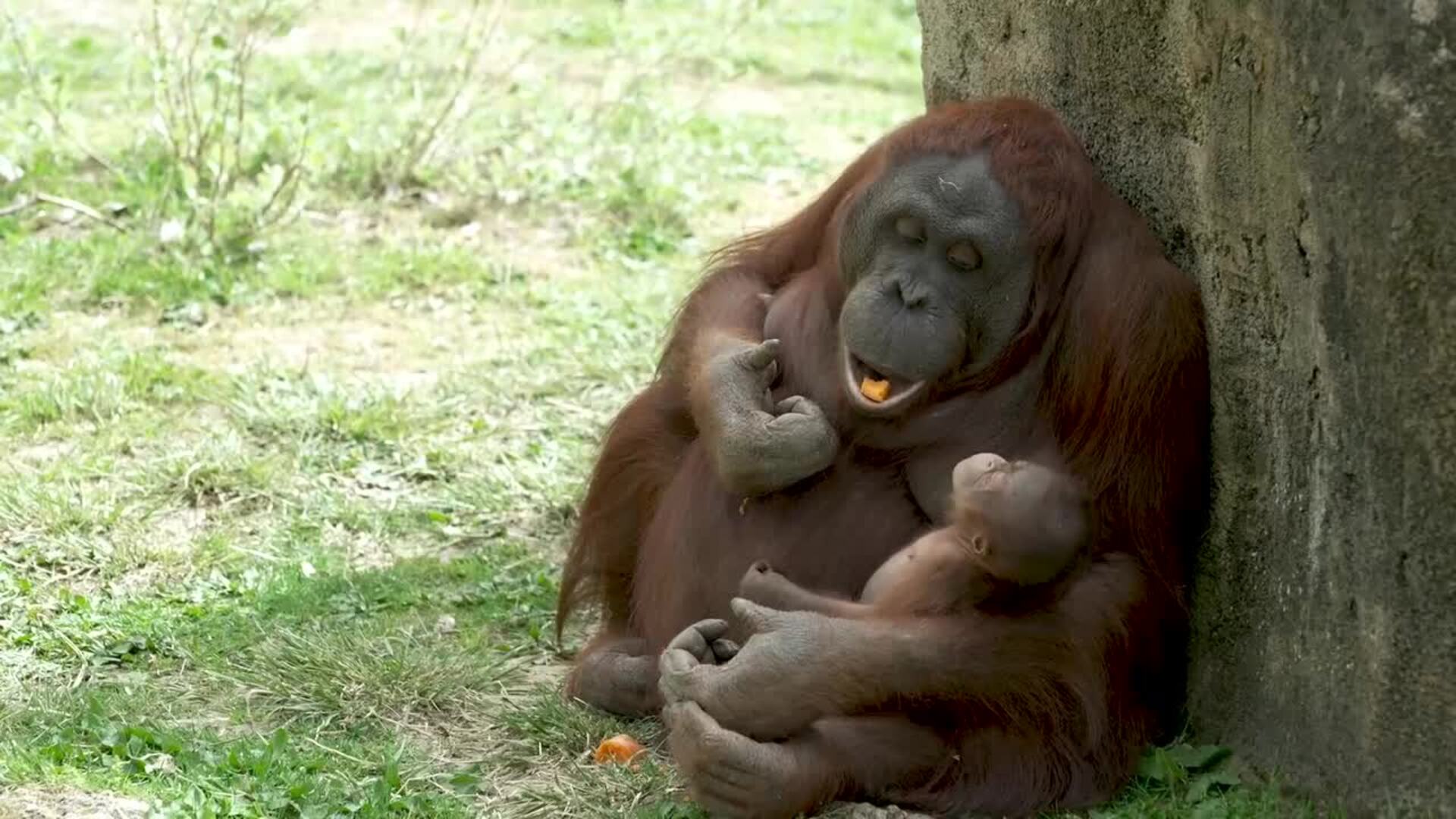 Nace en Madrid una cría de orangután de Borneo, una de las especies más amenazadas
