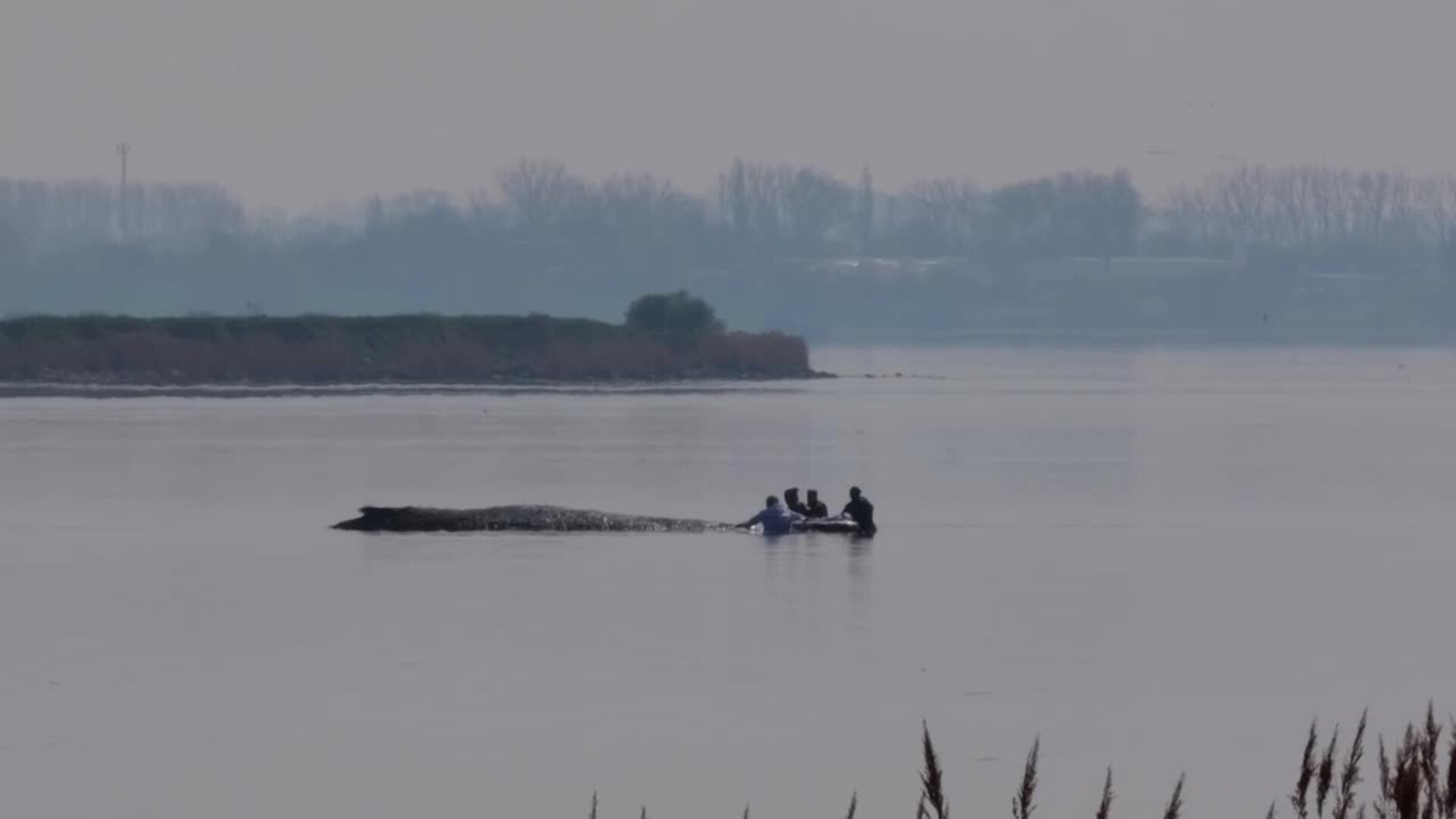 Nuevo intento de rescate de la ballena varada en la costa alemana del Báltico