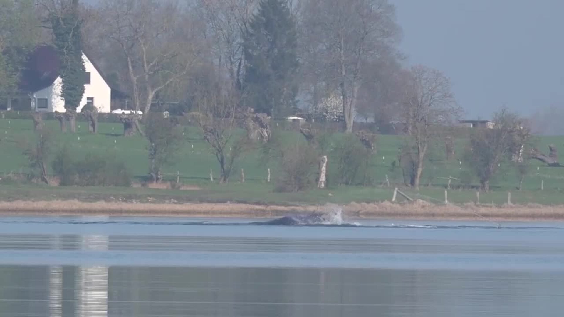 La ballena varada en Alemania da señales de vida mientras continúa la operación de rescate