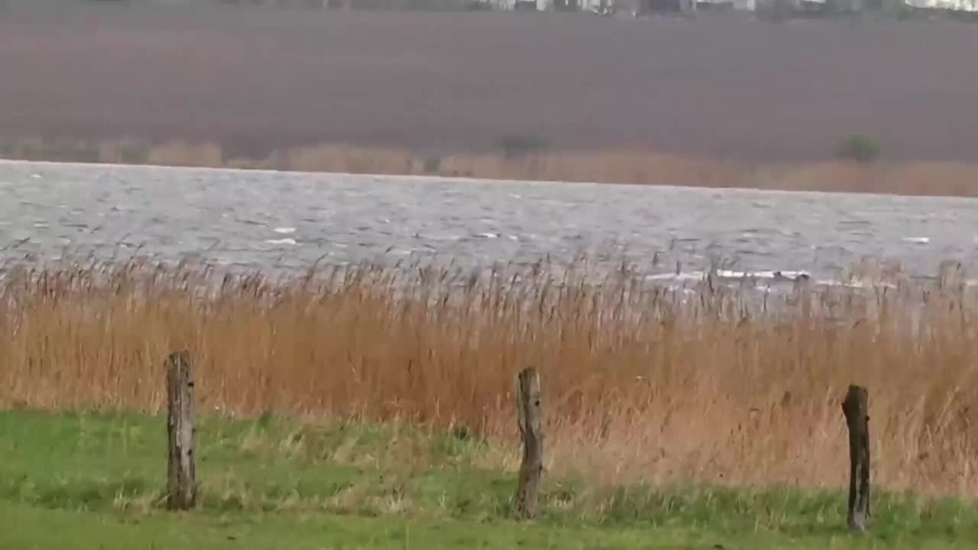La ballena varada en el mar Báltico alemán empieza a nadar