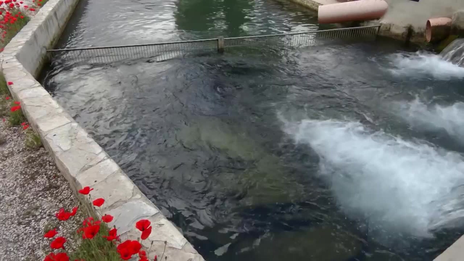 El caviar ecológico, una iniciativa pionera en el mundo