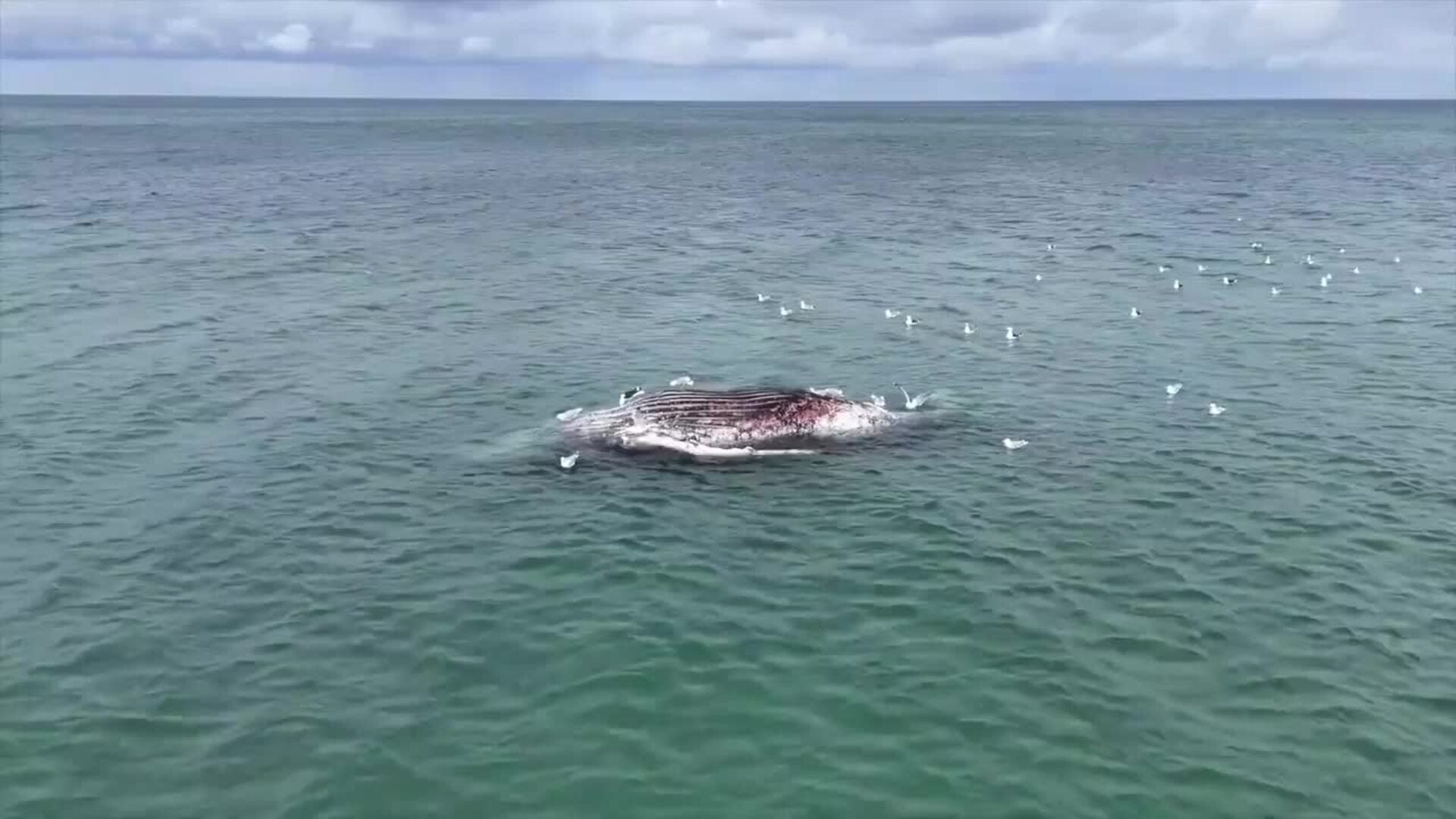 Hallan muerta a Timmy, la ballena varada en la costa alemana más de un mes