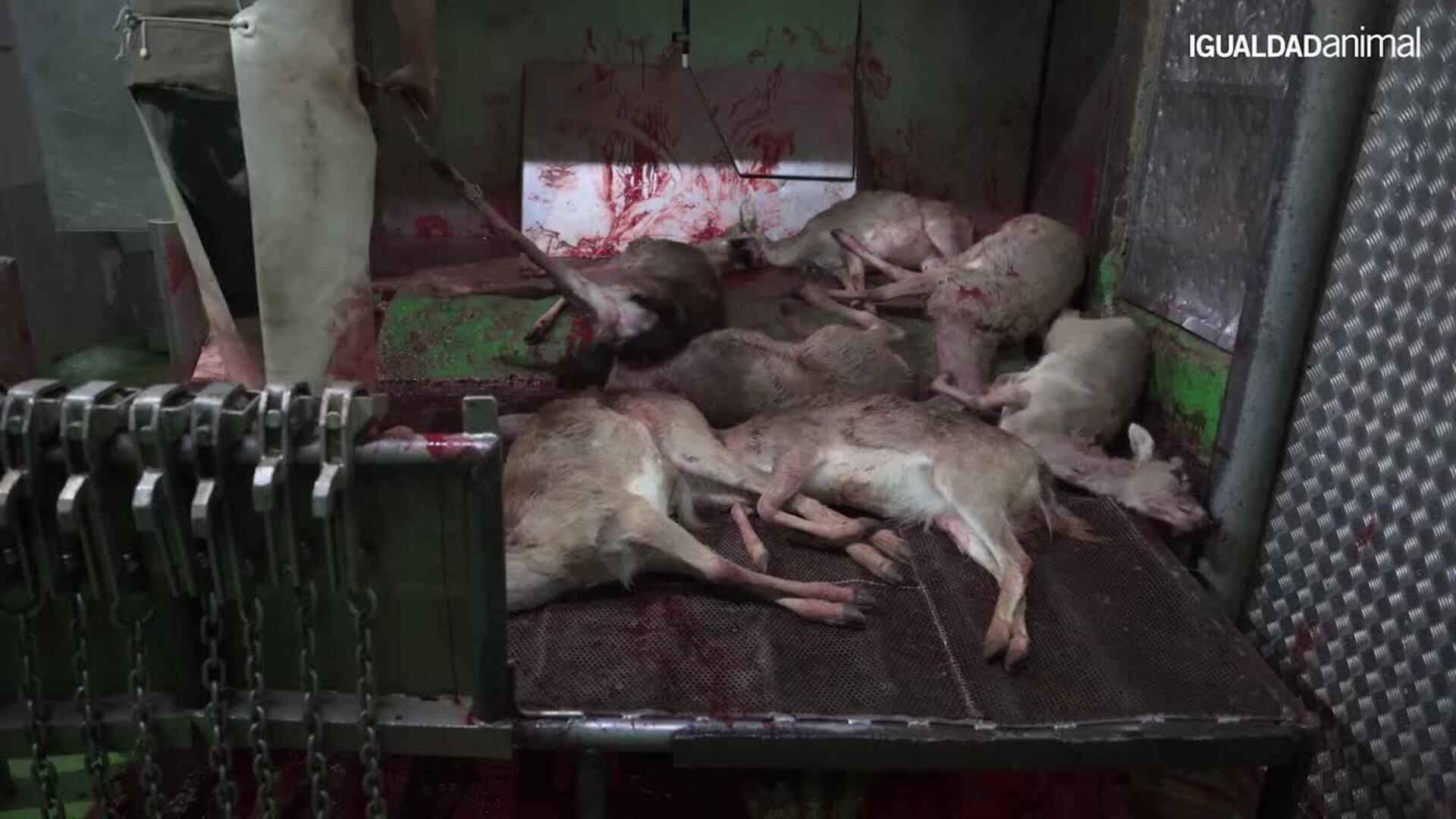 Denuncian matanza de 200 ciervos conscientes procedentes de El Pardo en un matadero segoviano