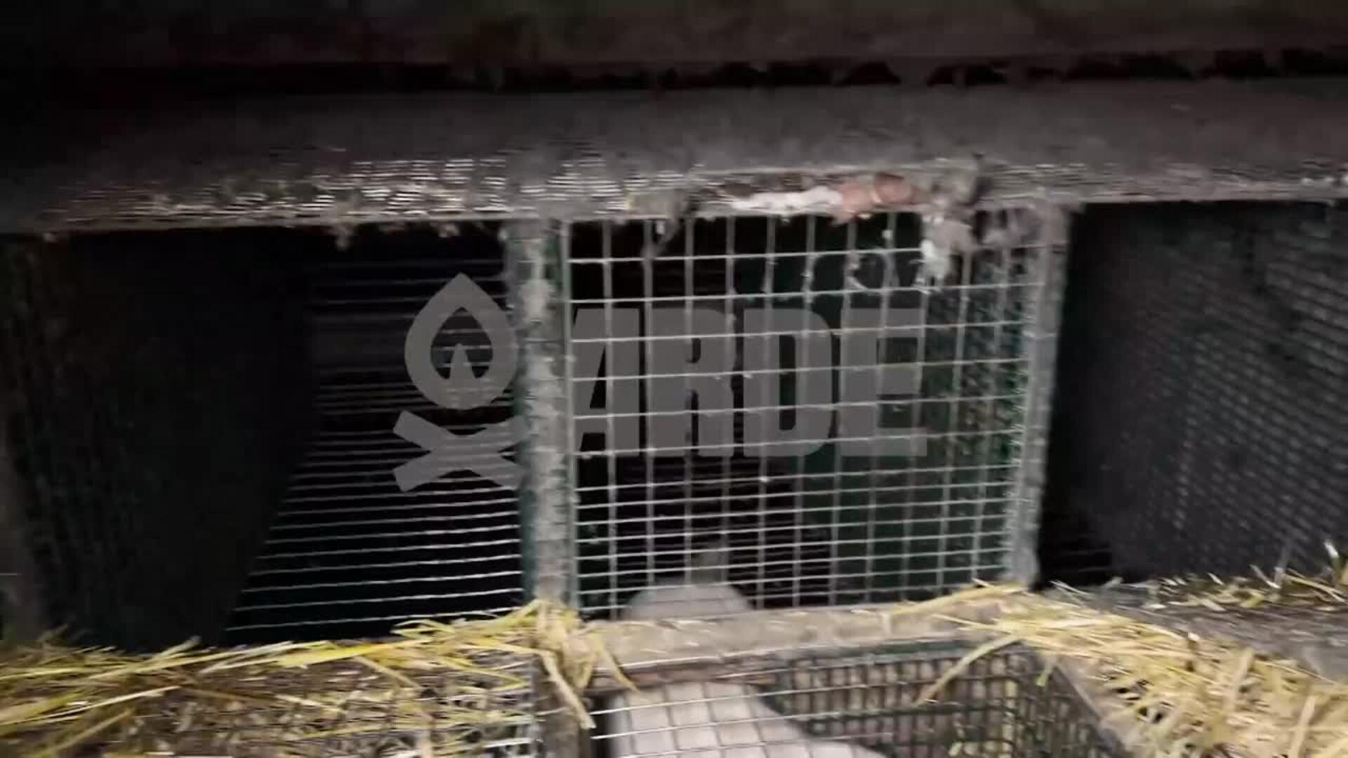Ecologistas denuncian visones enfermos y cadáveres en descomposición en una granja de Abegondo