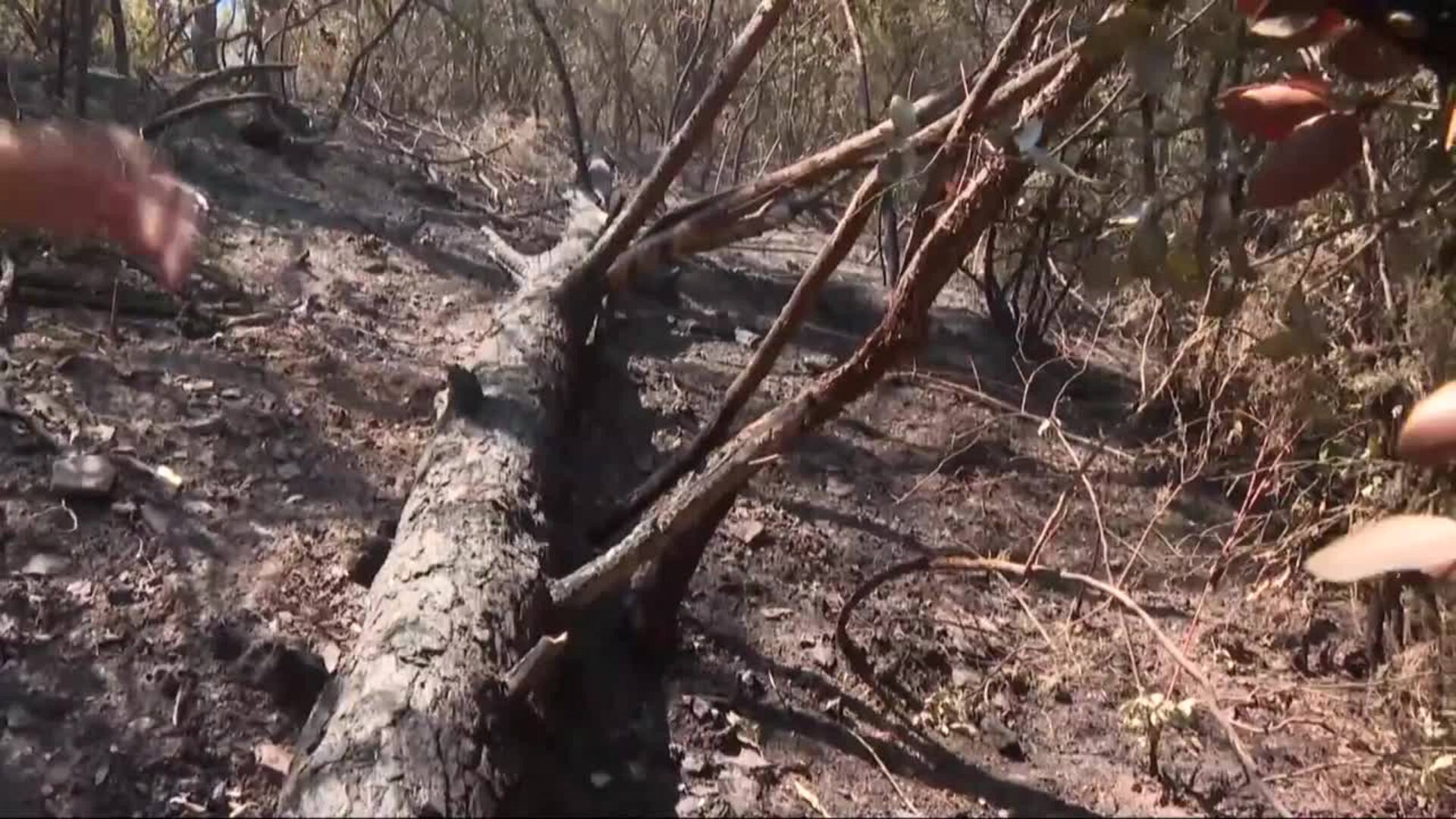 Los Bomberos se muestran optimistas para controlar este lunes el incendio de la Bisbal (Girona)