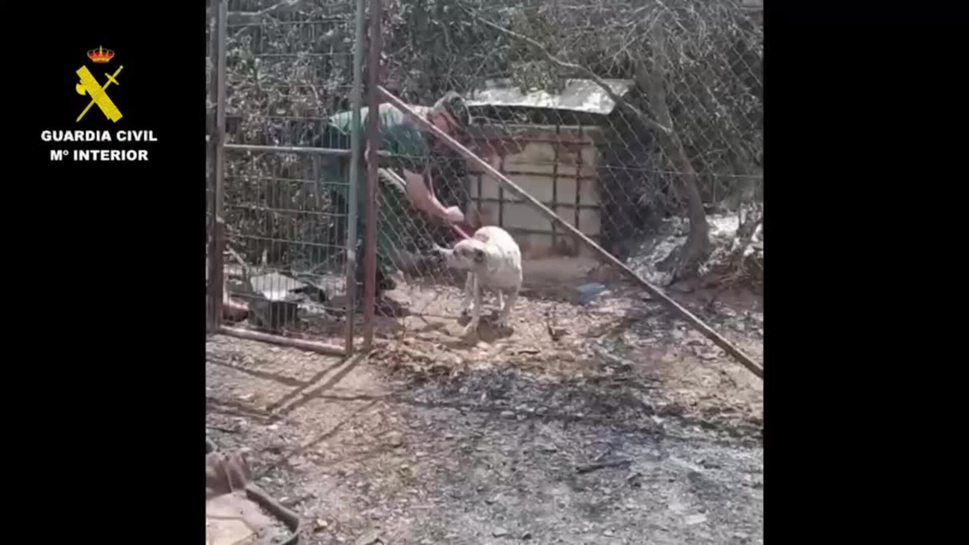 Guardia Civil rescata a un perro en las batidas del incendio de Los Gallardos